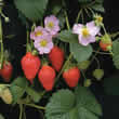 Thompson and Morgan Strawberry : Florian F1 Hybrid Seeds