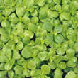 Thompson & Morgan  Seedse
