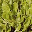 Thompson and Morgan Herb : Sorrel Seeds