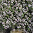 Thompson and Morgan Thyme : Orange Scented Seeds