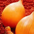 Thompson and Morgan Onion : Ailsa Craig : Giant/Show Vegetable Seeds