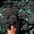 Thompson and Morgan Broccoli : Early Sprouting Rudolph