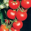 Tomato : Tamina