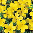 Thompson and Morgan Flax  :  Linum campanulatum
