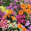 Thompson and Morgan Annuals : Easy Annuals Fairy Mixed