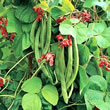 Thompson and Morgan Bean : Runner Bean : Wisley Magic
