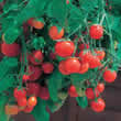 Thompson and Morgan Tumbling Tom Red Tomato Seeds