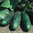 Thompson and Morgan Cucumber : Masterpiece Seeds