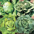 Thompson and Morgan Lettuce : Green Hearting Mixed Seeds