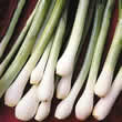 Thompson and Morgan Onion : Bunching/Spring : White Lisbon Seeds