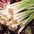 Thompson and Morgan Onion : Bunching/Spring : Winter White Bunching Seeds