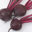 Thompson and Morgan Beetroot : Globe : Kestrel F1 Hybrid Seeds