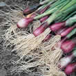 Thompson and Morgan Onion : Bunching/Spring : Lilia (Red Onion) Seeds