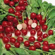 Thompson and Morgan Radish : Cherry Belle (Globe) Seeds