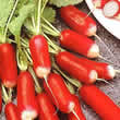 Thompson and Morgan Radish : French Breakfast 3 (Long) Seeds