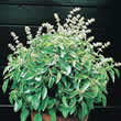 Thompson and Morgan Basil : Lime Seeds