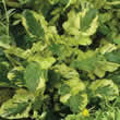 Thompson and Morgan Salad Leaves : Land Cress Variegated Winter Seeds