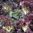 Thompson and Morgan Lettuce : Colour Shades Mixed Seeds