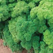 Thompson and Morgan Parsley : Lisette Seeds