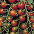 Thompson and Morgan Ruby F1 Hybrid Tomato Seeds