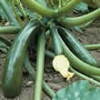 Thompson and Morgan Courgette : Tristan F1 Hybrid Seeds