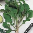 Thompson and Morgan Rocket Seeds