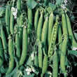Thompson and Morgan Pea : Garden : Canoe Seeds