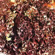 Thompson and Morgan Lettuce : Continental Looseleaf : Lollo Rossa Seeds