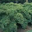 Thompson and Morgan Kale : Dwarf Green Curled Seeds