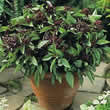 Thompson and Morgan Basil : Siam Queen Seeds