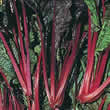 Thompson and Morgan Swiss Chard Swiss Seakale Beet Rhubarb Chard Seeds
