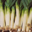 Thompson and Morgan Leek : Autumn Giant 2 - Argenta Seeds