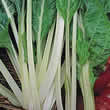 Thompson and Morgan Swiss Chard Swiss Seakale Beet Lucullus Seeds