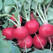 Thompson and Morgan Radish : Rudi Seeds