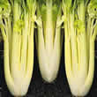 Thompson and Morgan Celery : Galaxy (Lathom Self Blanching) Seeds