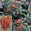 Thompson and Morgan Pepper : Chili/Very Hot : Demon Red Seeds