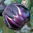 Thompson and Morgan Aubergine : Melanzana Prosperosa