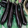 Thompson and Morgan Aubergine : Melanzana Viserba