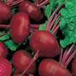 Thompson and Morgan Beetroot : Bietola da Orto Paonazza d'Egitto