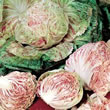 Thompson and Morgan Chicory : Cicoria variegata de Chioggia