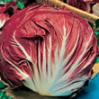 Italian Cicoria Orchidea Rossa Chicory Seeds
