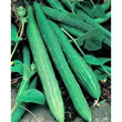 Italian Cetriolo Slangen Longo Da China Cucumber Seeds