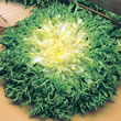 Italian Indivia D'Estale A Cuore Giallo Endive seeds