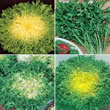 Italian Indivia Mixed Endiva Seeds