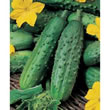 Italian Cetriolo Piccolo Di Parigi (Gherkin) Seeds