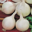 Thompson and Morgan Seeds Onion : Bulbing Cipolla Tonda Musona