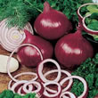 Thompson and Morgan Seeds Onion : Cipolla Rossa di Toscana