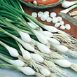 Thompson and Morgan Seeds Onion : Salad Onion Cipollotto Blanca de Lisboa