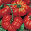 Tomato : Pomodoro Costoluto Genovese