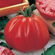 Tomato : Pomodoro Cuore di Bue